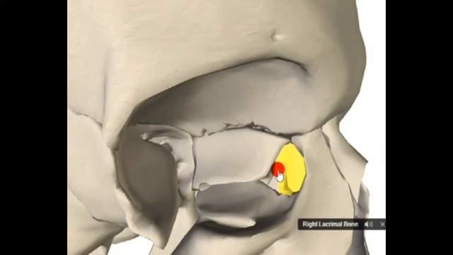 Строение и топография орбиты смотреть онлайн