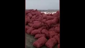 В Приморье фермер выбросил из фуры 27 тонн картофеля.Почему овощ для населения оказались на обочине?