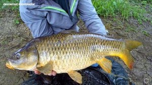 Чем полезно мясо Сазана ? Почему мясо этой рыбы предпочитают многие.