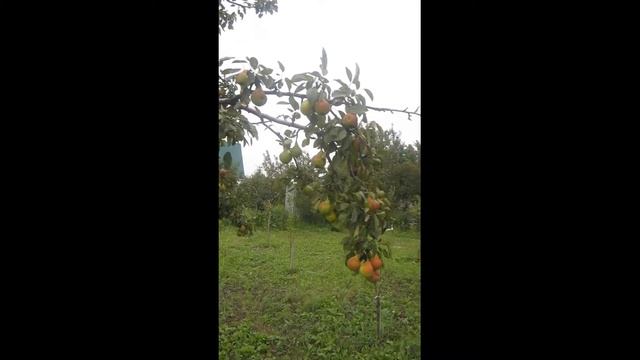 ?Груша на даче в августе? Pear at the dacha in August?#Shorts# смотреть онлайн