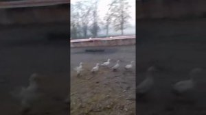 Самая простая кормушка для уток