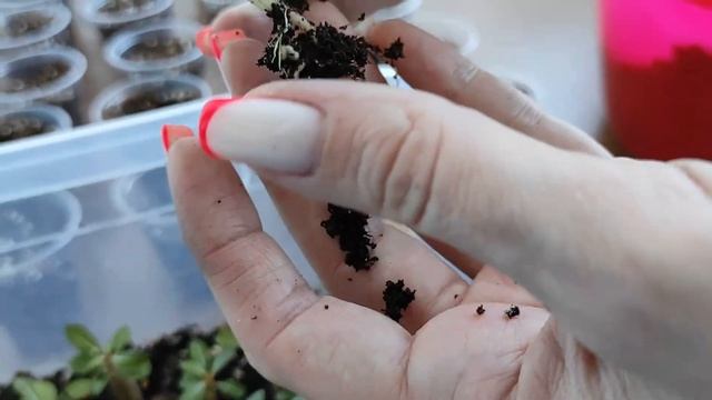 ? АДЕНИУМЫ ? Пересадка 3-х месячных сеянцев ?#адениум #bonsai #adenium смотреть онлайн