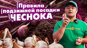 ПОДЗИМНЯЯ ПОСАДКА ЧЕСНОКА