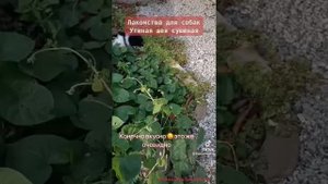 Лакомства для собак, шея утки сушёный для собак, мясо сушёное, вкусняшки, сушёное мясо для собак на