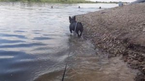 Французский бульдог Ася и водные процедуры