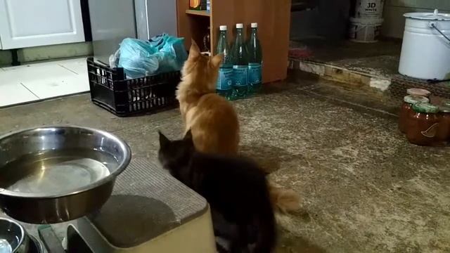 Красный мрамор кошка мейн-кун смотреть онлайн