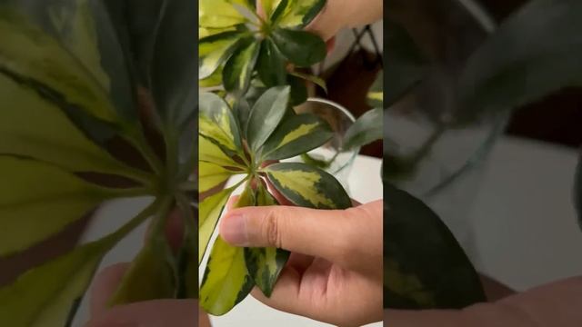 Schefflera Variegated Decor | Schefflera Water Propagation