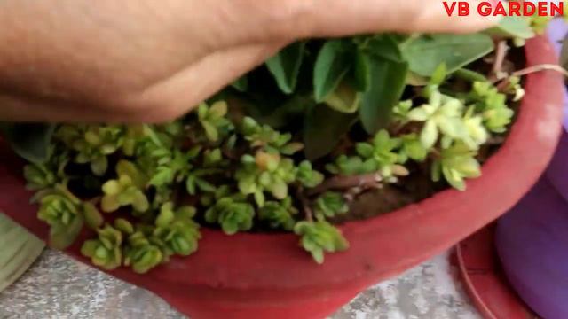 Beautiful winter Flowering plant, petunia plant its care, fertilizer and propagation смотреть онлайн