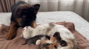 Щенок немецкой овчарки впервые встречает маму-кошку с новорожденными котятами