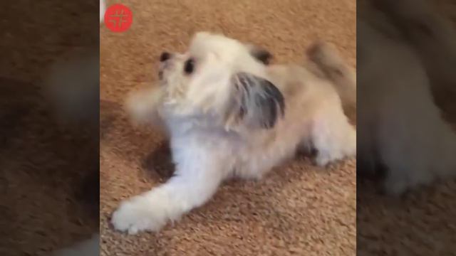 Норберт смотреть онлайн