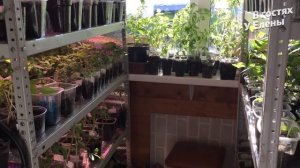 МЫ ПРИЕХАЛИ! ПОЧЕМУ ТАК ДОЛГО! ЧТО С РАССАДОЙ.