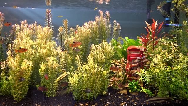 Экспресс-оформление аквариума с живыми растениями смотреть онлайн