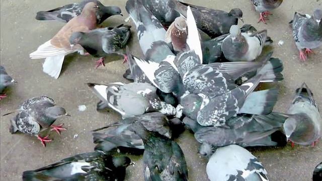 Придет серенький волчок смотреть онлайн