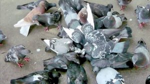 Придет серенький волчок