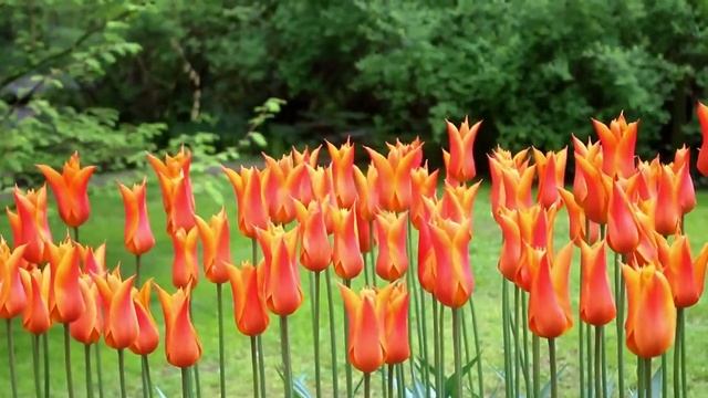 The World's Biggest Flower Garden in Amsterdam - Keukenhof Gardens смотреть онлайн