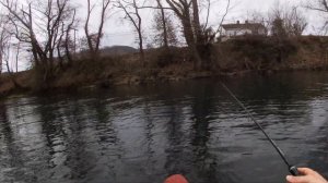 Big Bow & Big Brown Trout - Watauga River Tennessee