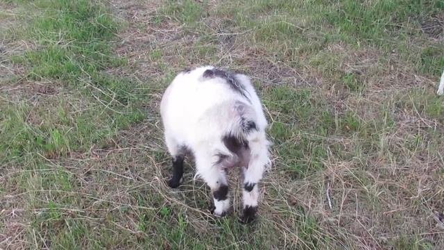 Доить или не доить? Целая дилемма...