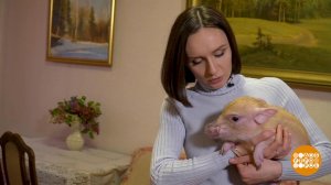 Мини-пиг, пошли гулять! Доброе утро. Фрагмент выпуска от 05.02.2019