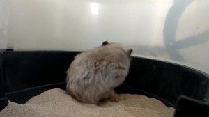 СИРИЙСКИЙ ХОМЯК.ХОМЯК КУПАЕТСЯ.