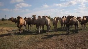 Верблюжья ферма. Планы на будущее развитие
