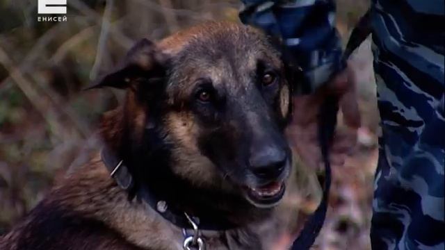 «Ели орехи, пили из ручья»: подробности спасения семьи, три дня бродившей по лесу смотреть онлайн