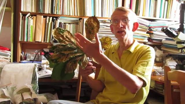 Природа Украины: Каштановая Моль Cameraria ohridella В Киеве 29.07.2014 смотреть онлайн