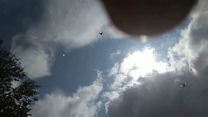 Гон Николаевских голубей Замкового Сергея
