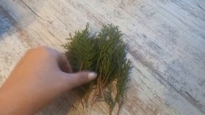 Черенкую туи поздней осенью