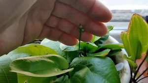 Эхинодорусы на подоконнике, 7 августа 2021 г