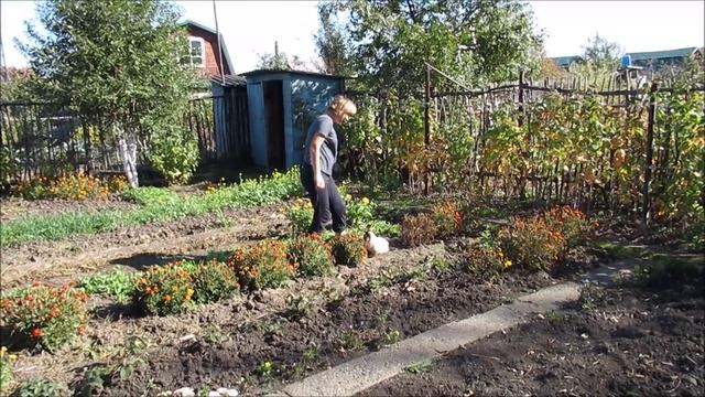 Хороша морковка,богатый урожай!Чеснок сажаю ловко,на даче,просто,рай! смотреть онлайн