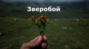 Полезные растения Кавказских гор.