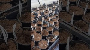 Мыши съели все и даже корни❗️