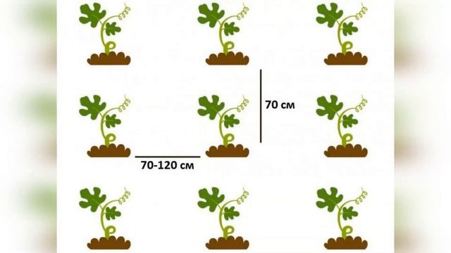 АРБУЗ ОГОНЕК - РАННЕСПЕЛЫЙ ПОПУЛЯРНЫЙ СОРТ АРБУЗА ДЛЯ ТЕПЛИЦ И ОТКРЫТОГО ГРУНТА смотреть онлайн