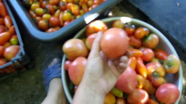 30.СОРТИРУЮ ПОМИДОРЫ!МАЛИНКА+ЕЖЕВИЧКА ДЛЯ КОМПОТИКА!РАБОТЫ НЕПОЧАТЫЙ КРАЙ,СТОИТ НАЧАТЬ-ДА ЗАКОНЧИТЬ