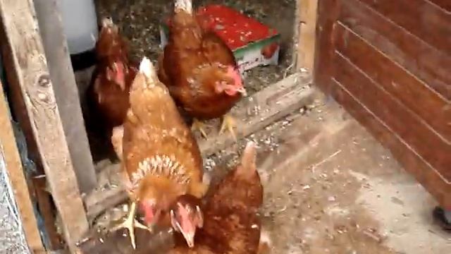 Кормим кур пророщенной пшеницей! смотреть онлайн