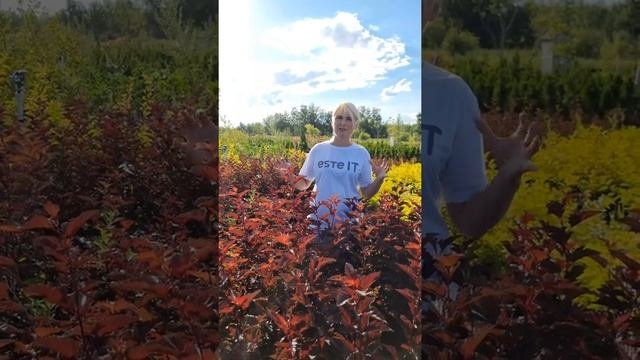 Пузыреплодники - яркий кустарник для живых изгородей и массивов.