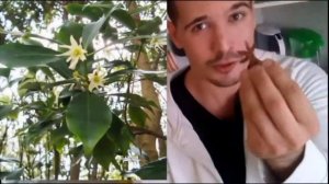 Что за бадьян