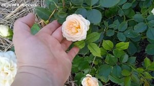 Роза Эйри Зефир. Флорибунда.