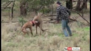 Мужчине пришлось вступить в поединок с кенгуру, чтобы спасти собаку