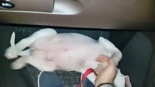 Спящая собака-людоед смотреть онлайн