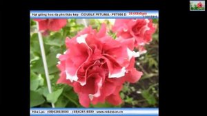 Hạt giống hoa dạ yên thảo kép - DOUBLE PETUNIA - PET006 Double Red Pirouette