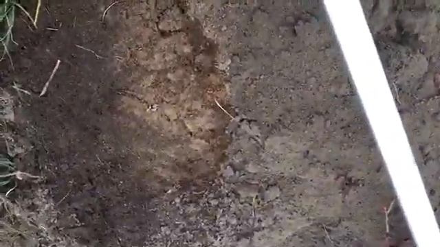 Открытие дачного сезона! Раскрываю розы! Крокусы смотреть онлайн