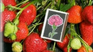 Особенности посадки и ухода за клубникой сорта Альбион