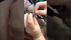 Стрижка когтей шпицу