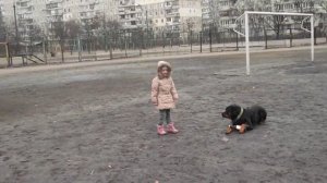 Ротвейлер в 2 года