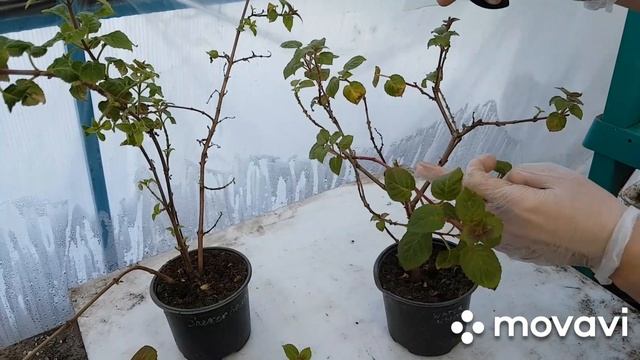 Фуксии. Формируем перезимовавшие  кусты. смотреть онлайн