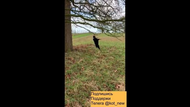 Два вида собак | Как отличаются собаки смотреть онлайн