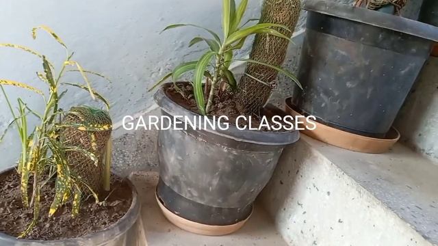 croton ZANZIBAR ज़ांज़ीबार क्रोटन смотреть онлайн