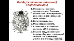 Лекция №3 по гистологии. Органы чувств. Орган вкуса. Вкусовые почки.