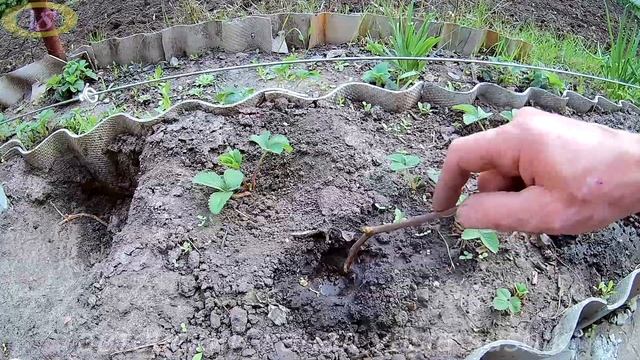 Как сформировать куст винограда весной на 2 год смотреть онлайн